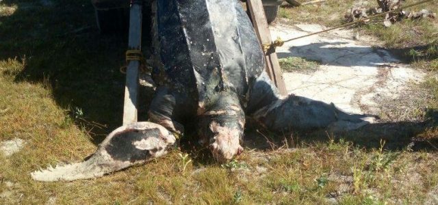 Recala en Progreso una tortuga muerta