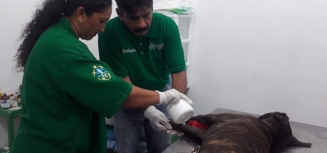 Más de 27 perritos han encontrado una nueva familia en Progreso