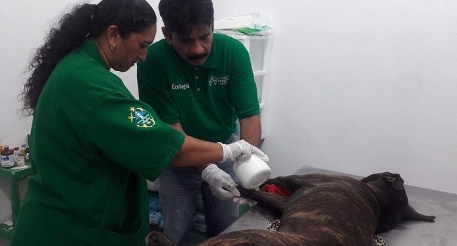 Más de 27 perritos han encontrado una nueva familia en Progreso