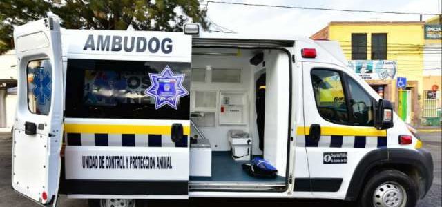 México tendrá su primera ambulancia para atender a perros atropellados o maltratados