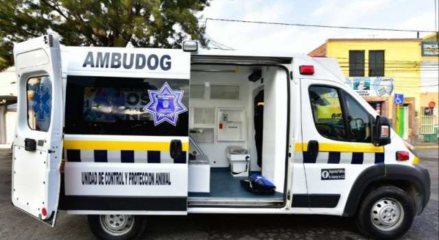 México tendrá su primera ambulancia para atender a perros atropellados o maltratados