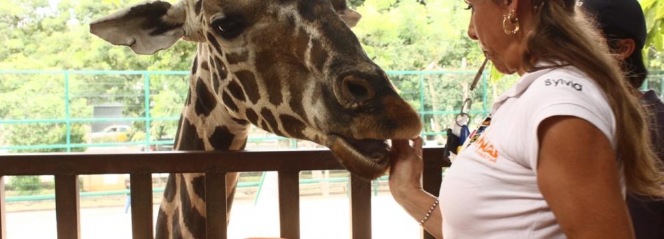 Centenario y Animaya incorporan nuevos métodos para el cuidado y bienestar de los animales