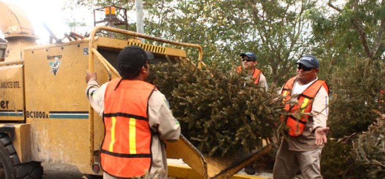 Habilitarán 12 centros de acopio para árboles navideños