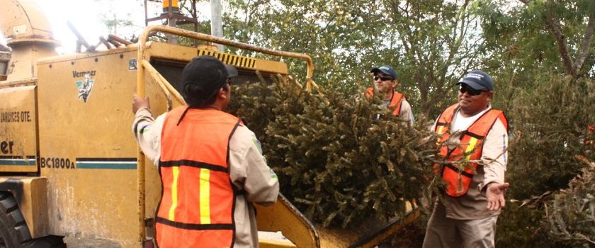 Habilitarán 12 centros de acopio para árboles navideños