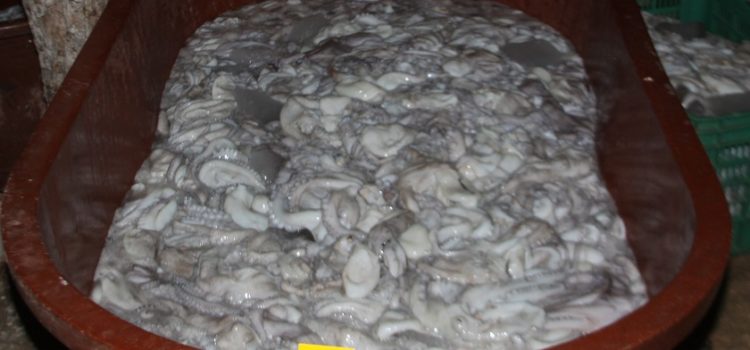 Detenidas cuatro personas tras cateo: Tenían pulpo y pepino de mar, especies en veda