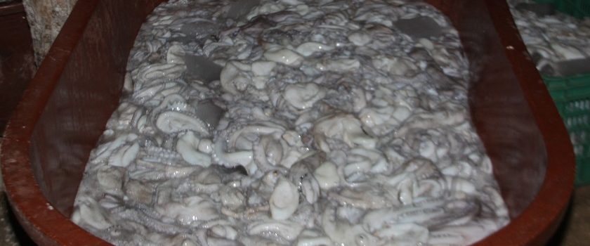 Detenidas cuatro personas tras cateo: Tenían pulpo y pepino de mar, especies en veda