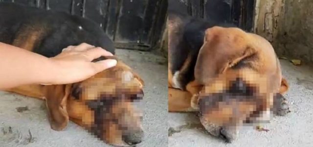 Máxima crueldad hacía un perrito, le sacan los ojos