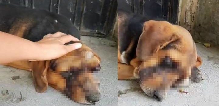 Máxima crueldad hacía un perrito, le sacan los ojos