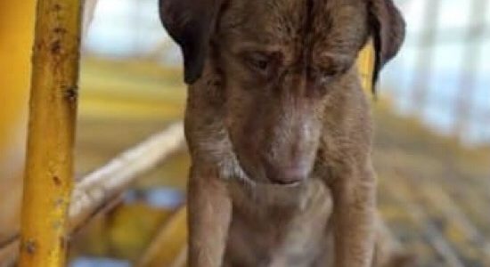 Perrito nada 220 kms y llega a plataforma petrolera
