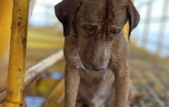 Perrito nada 220 kms y llega a plataforma petrolera