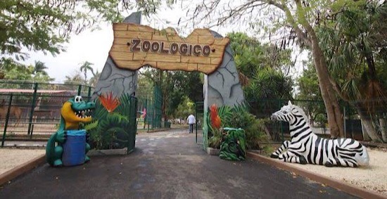 Fallece cebra en el zoológico