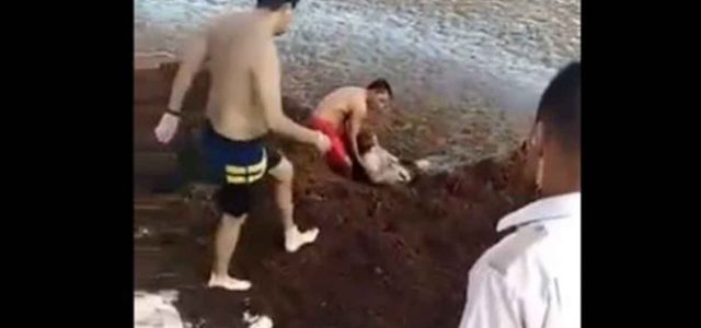 Turista casi se ahoga en sargazo de Playa del Carmen