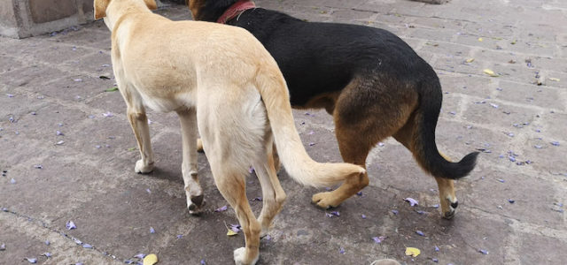 El 61% de los perros de más de 15 años sufren Alzheimer canino
