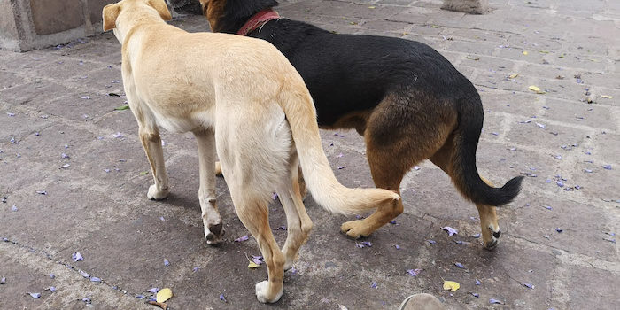 El 61% de los perros de más de 15 años sufren Alzheimer canino