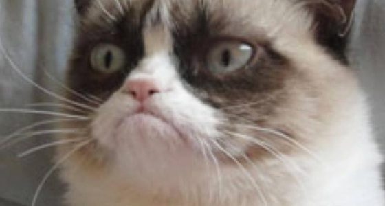 Siempre nos quedarán sus memes: ha muerto la gata ‘Grumpy Cat’