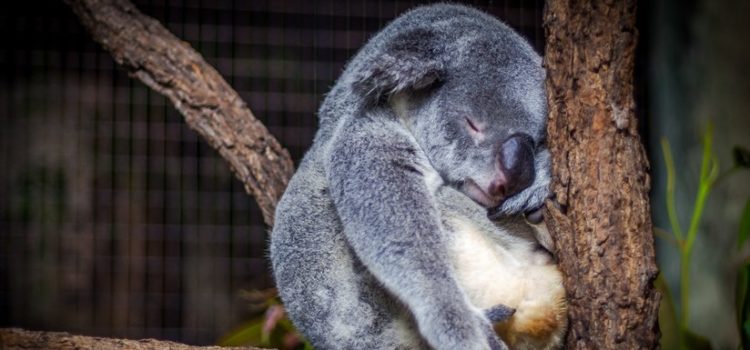 Una ONG anuncia que los koalas están ya “funcionalmente extintos”