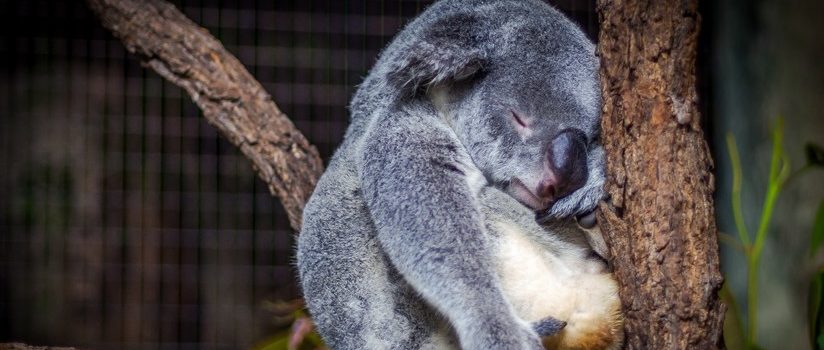 Una ONG anuncia que los koalas están ya “funcionalmente extintos”