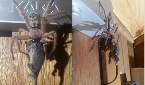 Una araña gigante devora una zarigüeya y se hace viral en Facebook