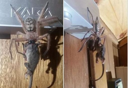 Una araña gigante devora una zarigüeya y se hace viral en Facebook
