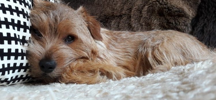 ¿Por qué los perros no pueden comer chocolate?