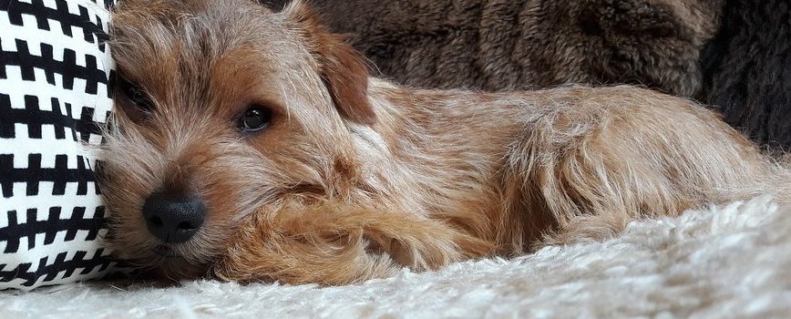 ¿Por qué los perros no pueden comer chocolate?
