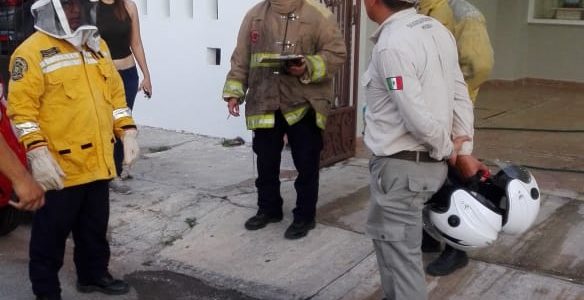 En el parque Arqueológico de Xoclán, enjambre de abejas atacan a dos jóvenes