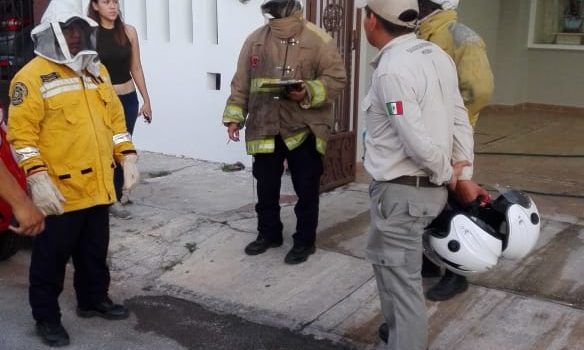 En el parque Arqueológico de Xoclán, enjambre de abejas atacan a dos jóvenes