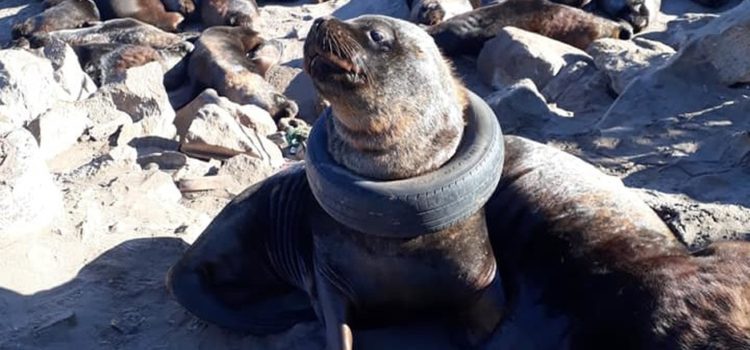 Indigna hallazgo de lobo marino con una llanta atorada en el cuello