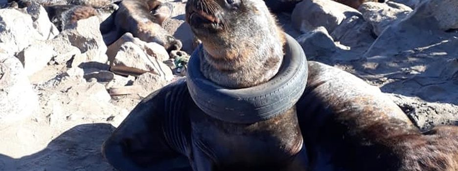 Indigna hallazgo de lobo marino con una llanta atorada en el cuello