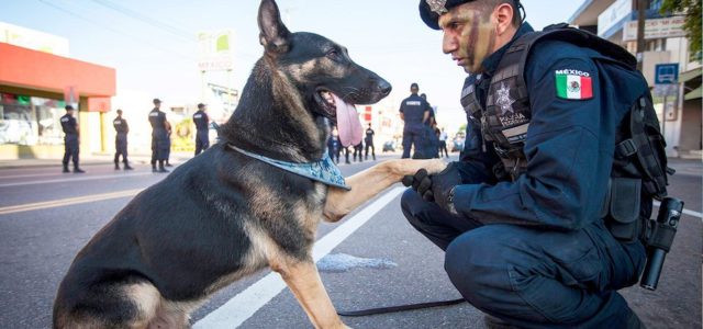 Oficiales caninos jubilados se reúnen con sus familias adoptivas