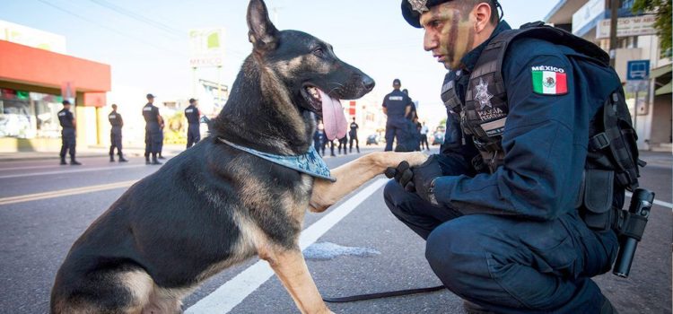 Oficiales caninos jubilados se reúnen con sus familias adoptivas