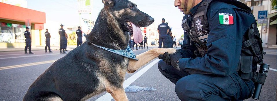 Oficiales caninos jubilados se reúnen con sus familias adoptivas