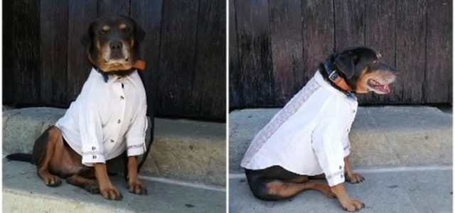 Alcalde en Oaxaca pone guayabera a perro ‘Mazapán para la Guelaguetza y lo critican