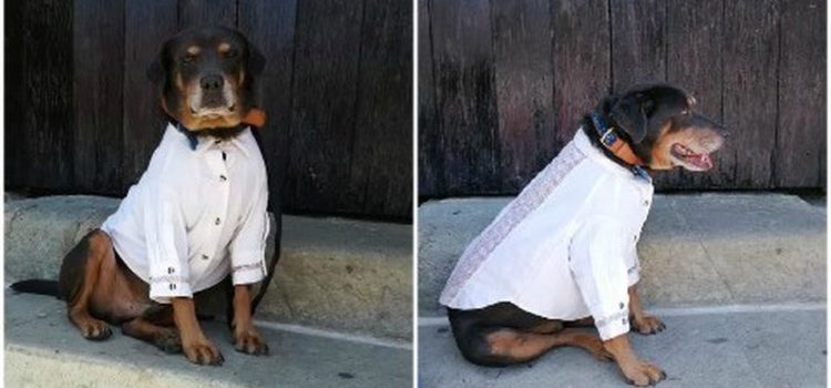 Alcalde en Oaxaca pone guayabera a perro ‘Mazapán para la Guelaguetza y lo critican