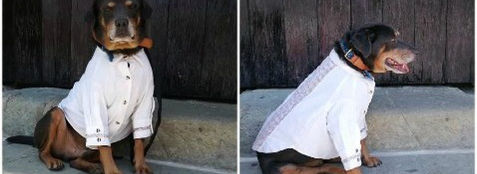 Alcalde en Oaxaca pone guayabera a perro ‘Mazapán para la Guelaguetza y lo critican