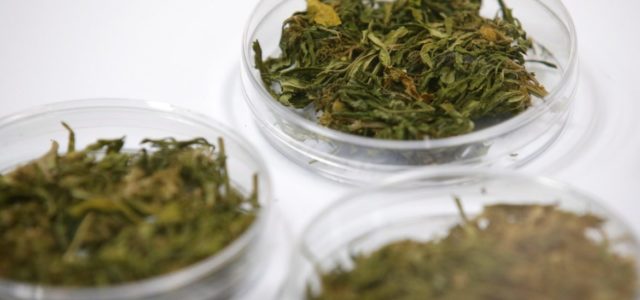 Tailandia inicia el suministro de mariguana medicinal a pacientes con cáncer