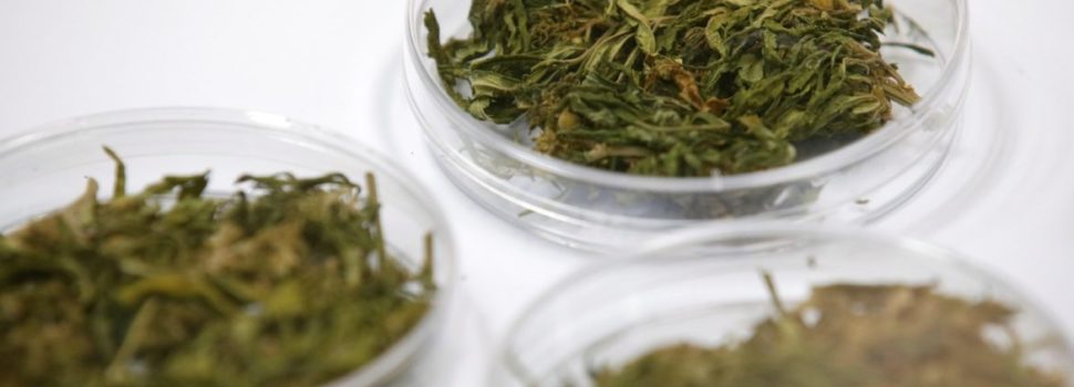 Tailandia inicia el suministro de mariguana medicinal a pacientes con cáncer