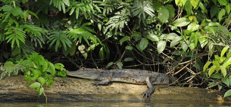 Un cocodrilo devora a un niño de 10 años delante de sus hermanos