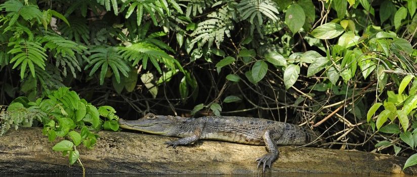 Un cocodrilo devora a un niño de 10 años delante de sus hermanos