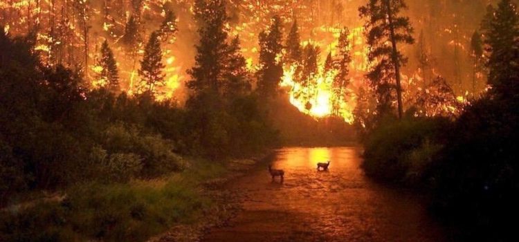 Bolsonaro culpa a las ONG por incendio que arrasa al Amazonas