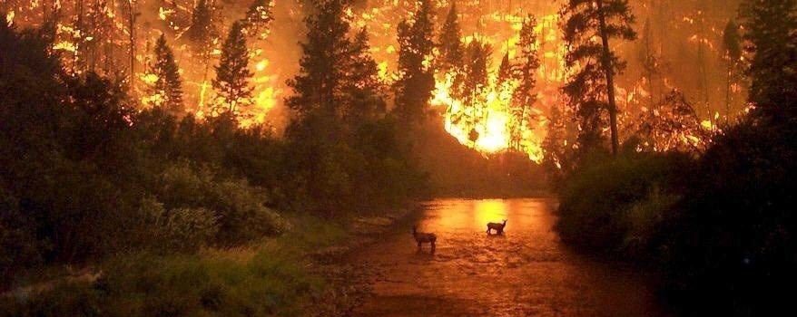 Bolsonaro culpa a las ONG por incendio que arrasa al Amazonas