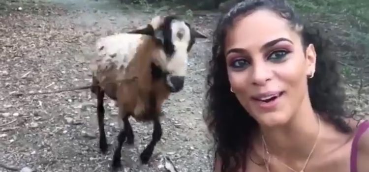 Intenta tomarse una selfi con una cabra pero el animal tenía otro plan