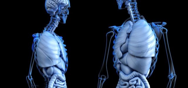 No fue el cerebro, sino la pelvis la que cambió la historia de la humanidad