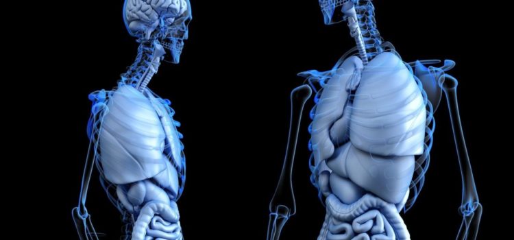 No fue el cerebro, sino la pelvis la que cambió la historia de la humanidad