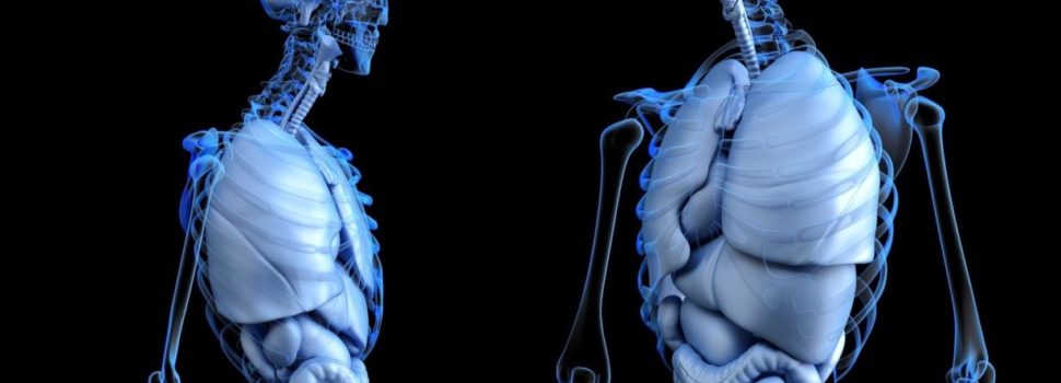 No fue el cerebro, sino la pelvis la que cambió la historia de la humanidad