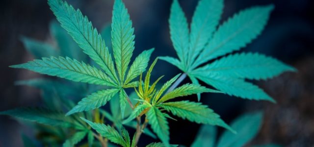 Asociación pide a Cofepris regular uso terapéutico de cannabis