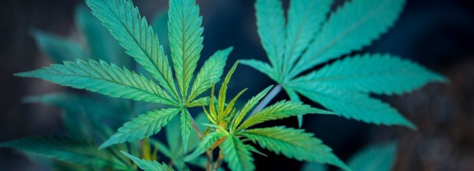 Asociación pide a Cofepris regular uso terapéutico de cannabis