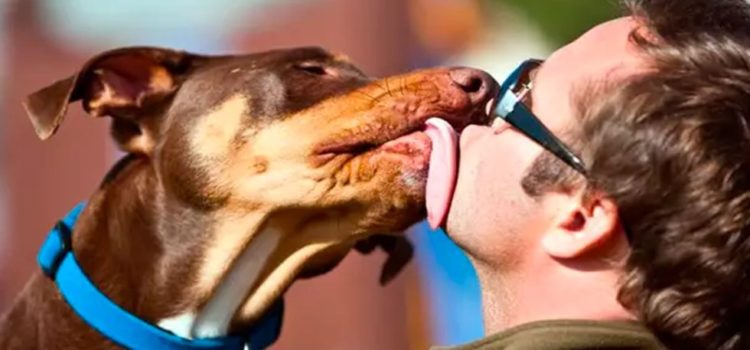 Perros y gatos pueden transmitir enfermedades a través de lamidas