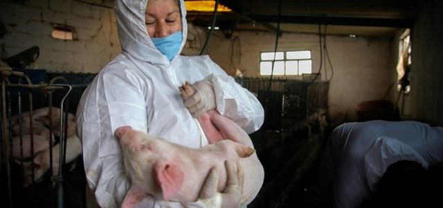 Elevan medidas zoosaniarias para proteger a México de la peste porcina
