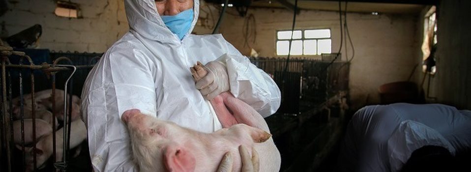 Elevan medidas zoosaniarias para proteger a México de la peste porcina